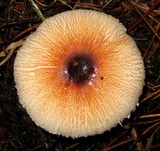 Lepiota rubrotinctoides image