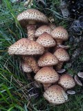 Pholiota squarrosa image