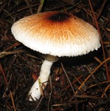 Lepiota rubrotinctoides image