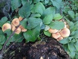Pholiota squarrosa image