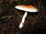 Lepiota rubrotinctoides image