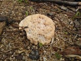 Abortiporus biennis image