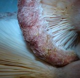 Lactarius torminosus image