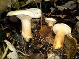 Infundibulicybe geotropa image