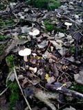 Infundibulicybe geotropa image