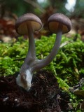 Leptonia gracilipes image