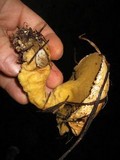 Suillus tomentosus image