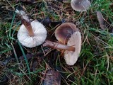 Rhodocollybia butyracea image