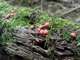 Lycogala epidendrum image