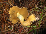 Suillus tomentosus image