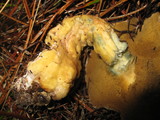 Suillus tomentosus image