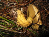 Suillus tomentosus image