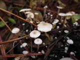 Collybia cirrhata image