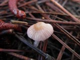 Atheniella adonis image