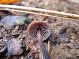 Gymnopus brassicolens var. brassicolens image
