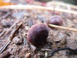 Gymnopus brassicolens var. brassicolens image