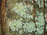 Myelochroa aurulenta image