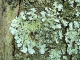 Myelochroa aurulenta image