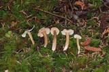 Lactarius fallax var. concolor image