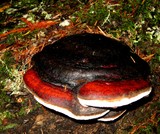 Fomitopsis mounceae image
