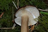 Lactarius fallax var. concolor image