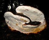 Fomitopsis mounceae image