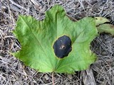 Rhytisma acerinum image