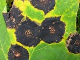 Rhytisma acerinum image
