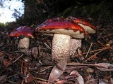 Leccinum manzanitae image