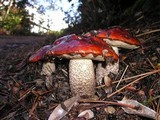 Leccinum manzanitae image
