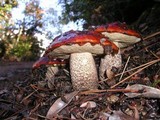 Leccinum manzanitae image