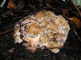 Boletus regineus image