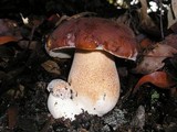Boletus regineus image