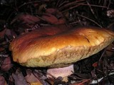 Boletus regineus image