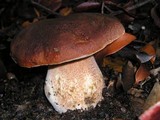 Boletus regineus image