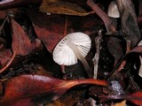 Mycena galopus var. galopus image