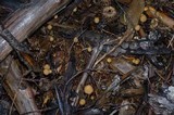 Psilocybe pelliculosa image