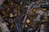 Psilocybe pelliculosa image