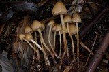 Psilocybe pelliculosa image