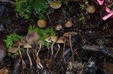 Psilocybe pelliculosa image