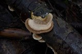 Trametes hirsuta image