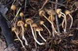 Psilocybe pelliculosa image
