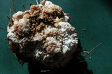 Merulius tremellosus image