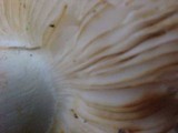 Russula cerolens image