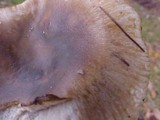 Russula cerolens image