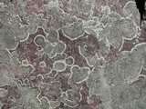 Dimelaena oreina image