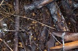 Psilocybe pelliculosa image