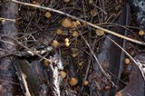Psilocybe pelliculosa image
