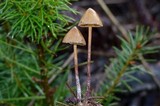 Psilocybe pelliculosa image