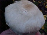 Agaricus hondensis image